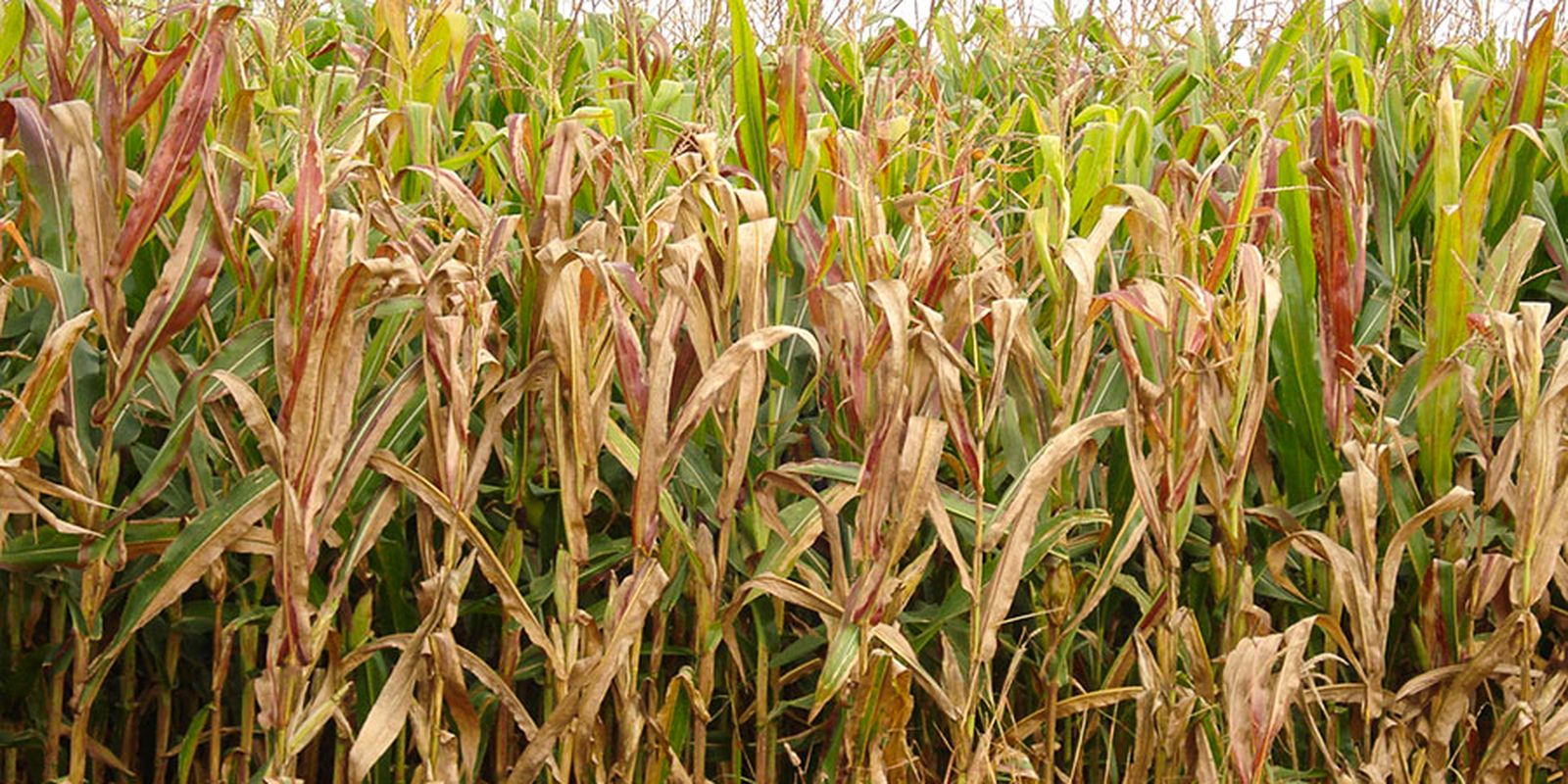 Praga do milho provoca prejuízo de R$ 33,6 bilhões por ano